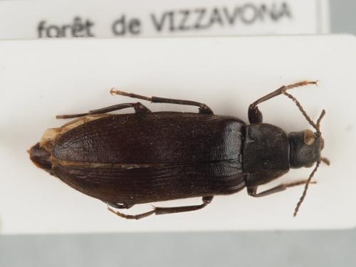 Melandrya caraboides